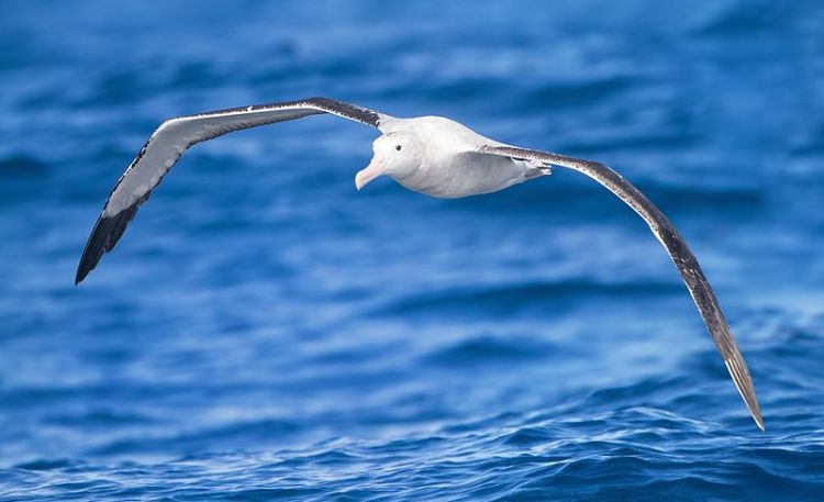 Albatros viatger (foto de JJ Harrison)
