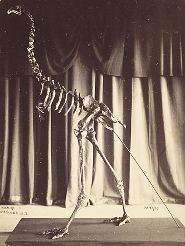 Reconstrucció d'un Dinornis robustus