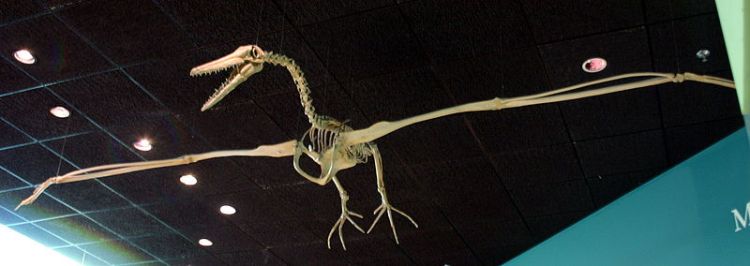 Replica de l'esquelet d'un Pelagornis al NMNH (foto de Ryan Somma)